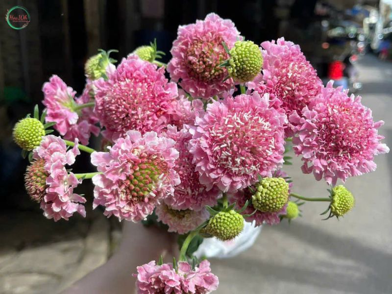 Điểm nhấn của hoa nhập khẩu